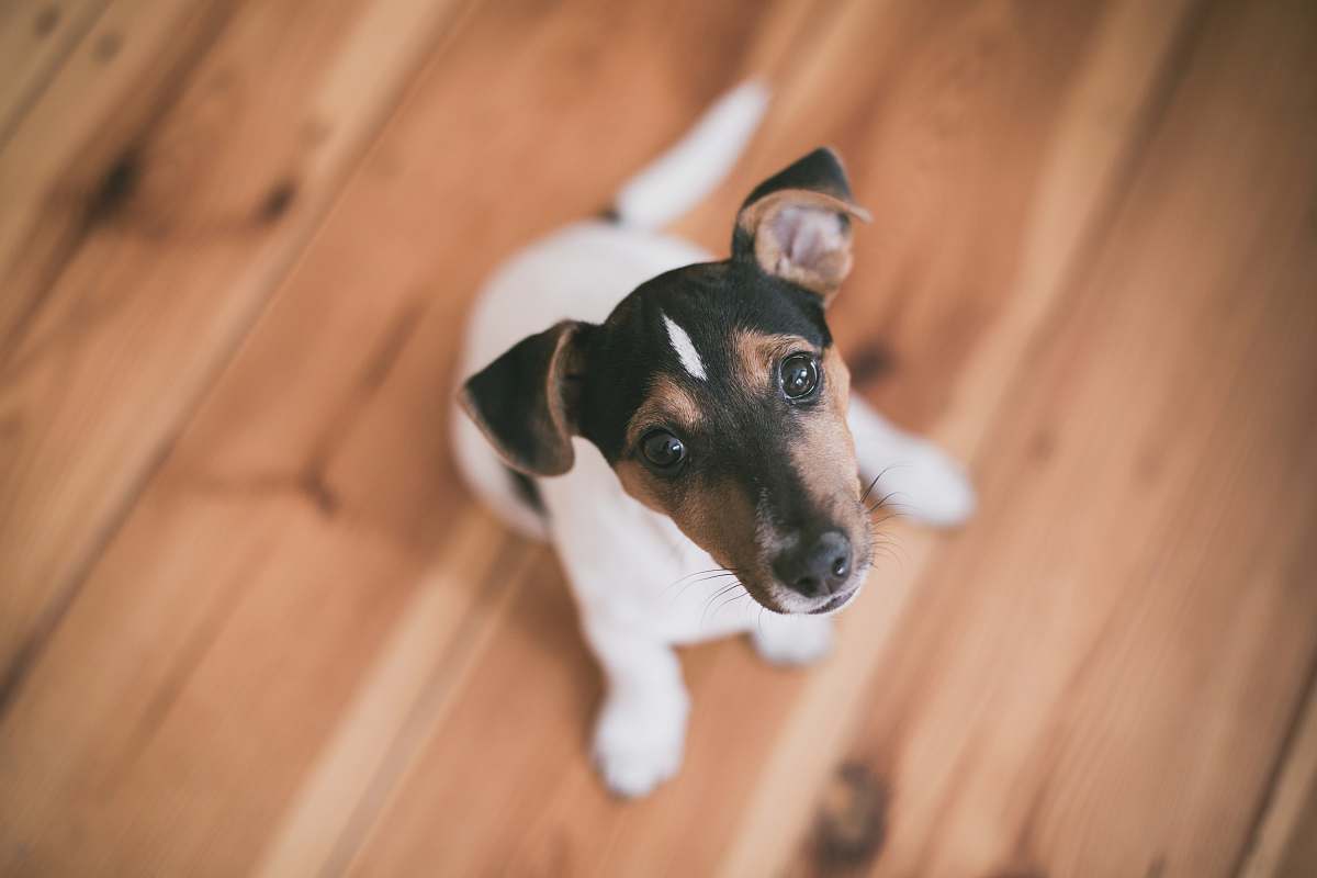 dog shallow focus photography of short-coated white and brown puppy pet
