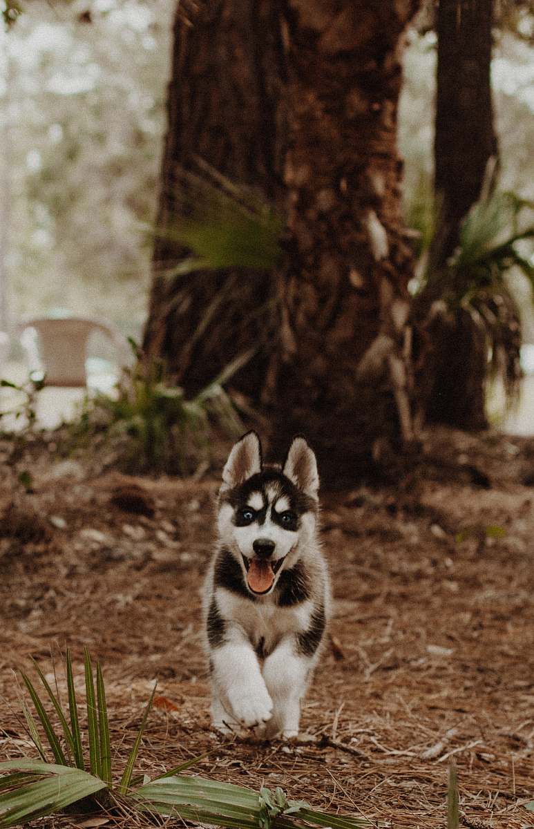 dog shallow focus photography of white and black Siberian husky puppy canine