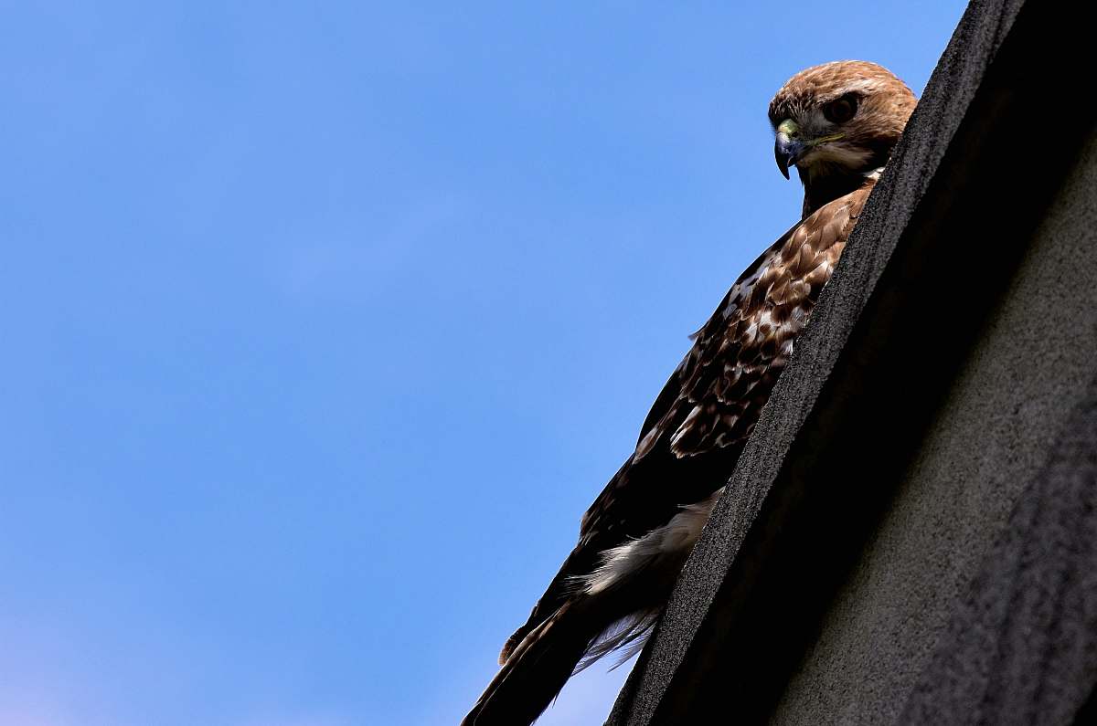 bird Sharp-shinned hawk buzzard