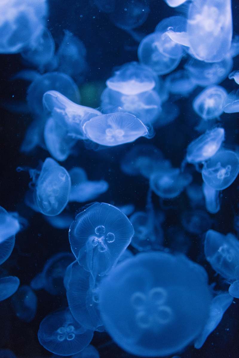 Jellyfish Shoal Of Jellyfish Sea Life Image Free Photo