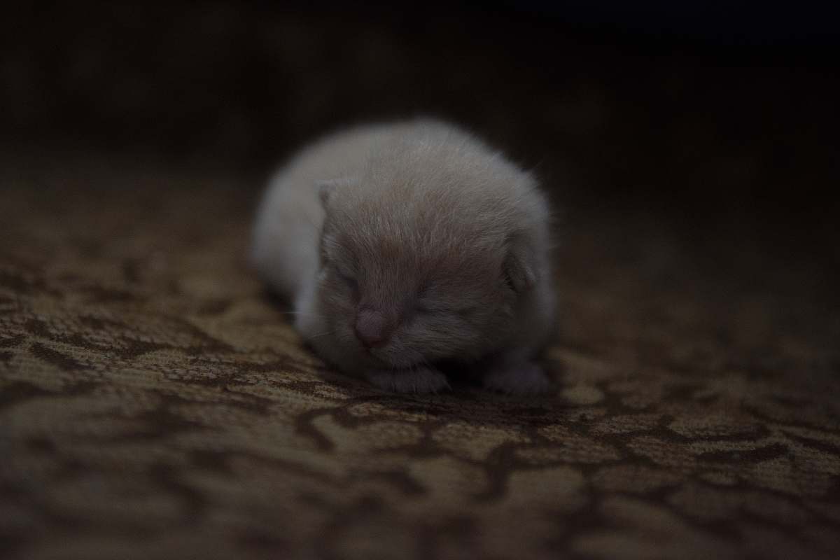 cat short-coat white kitten on brown surface kitten