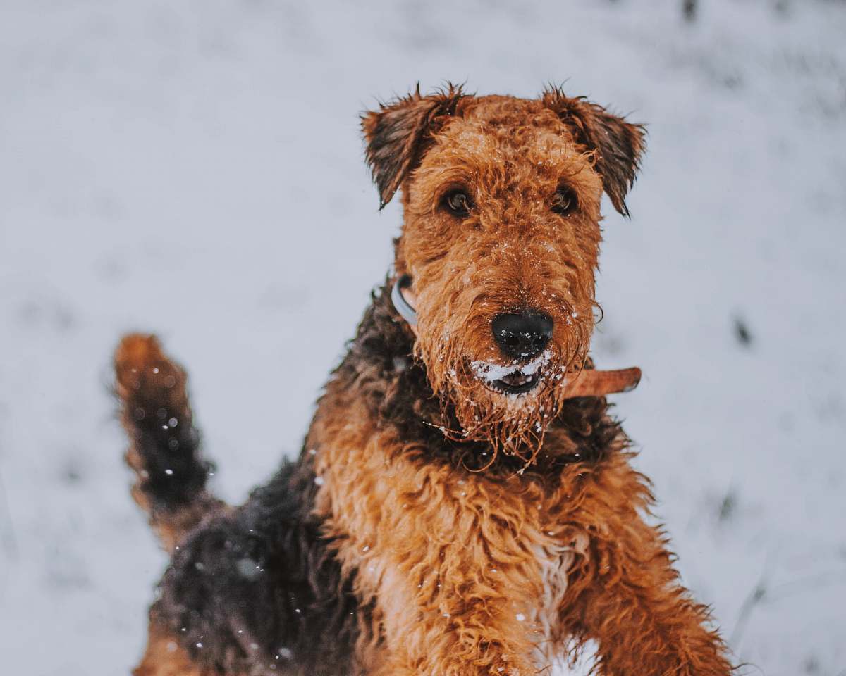 dog short-coated brown and black dog on snow field pet