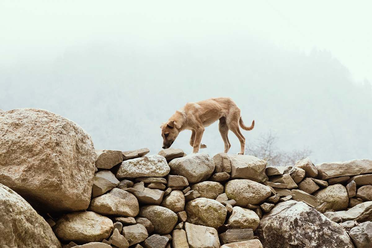 rubble short-coated brown dog on stones lion