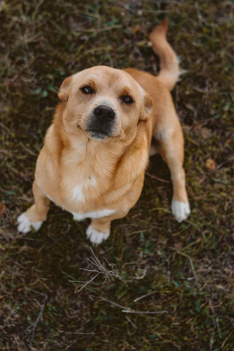dog short-coated brown dog sitting on grass pet