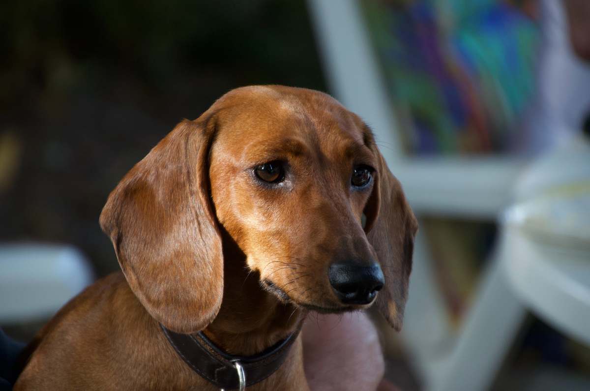 canine short-coated tan dog dog