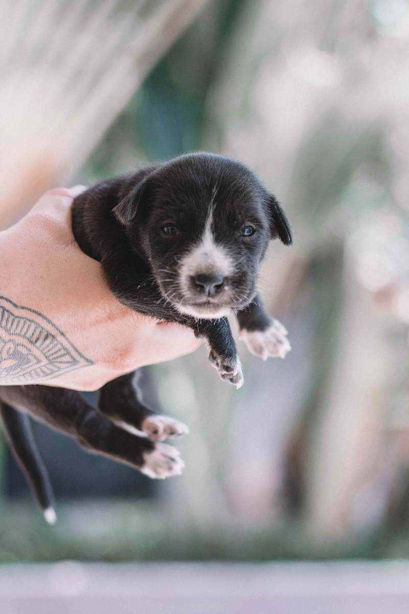 canine short-coated white and black puppy mammal