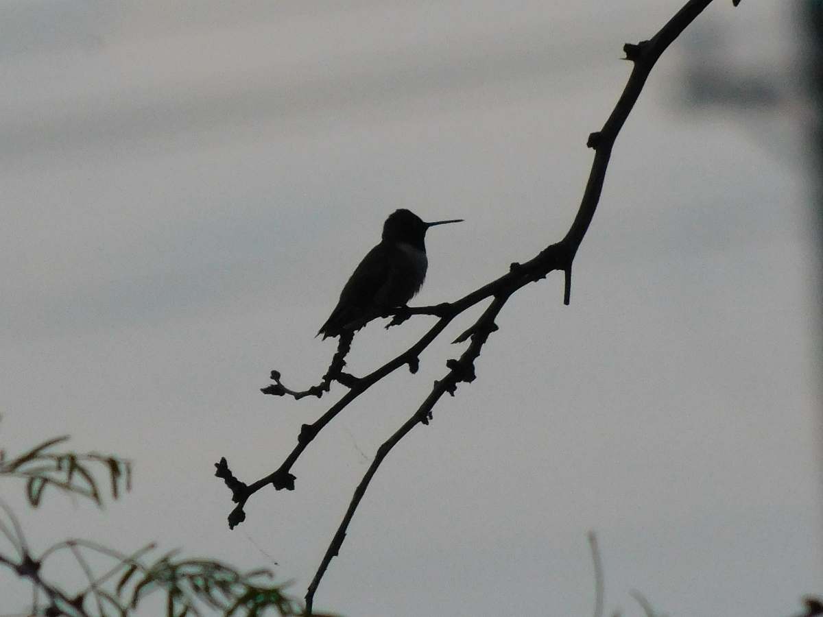 agelaius silhouette of bird on tree branch blackbird