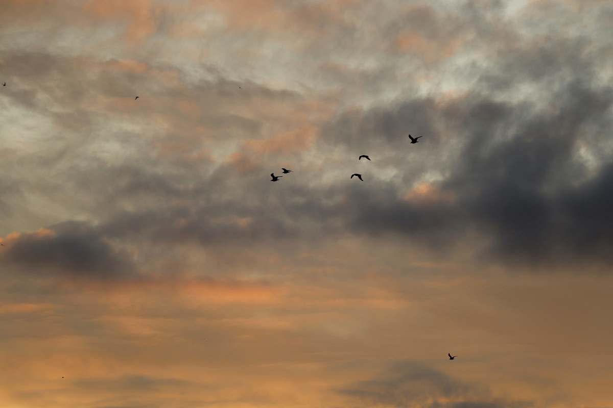 bird silhouette of birds on mid air under clouds flying
