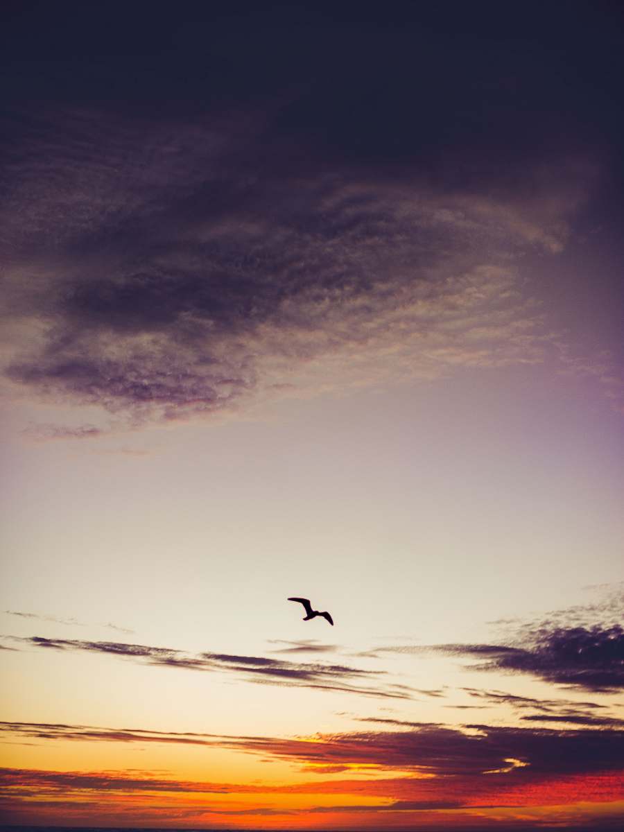 bird silhouette of flying bird flying