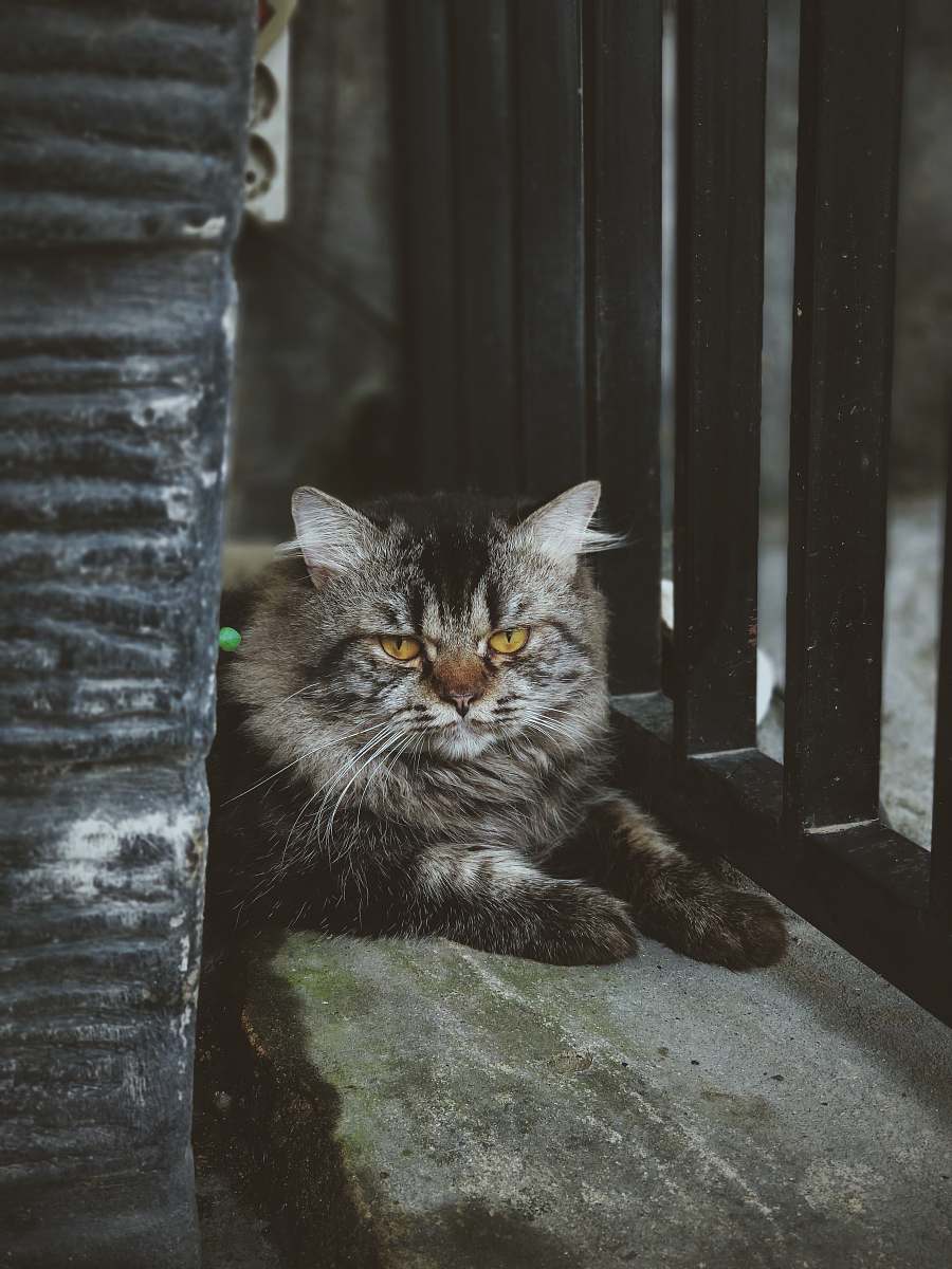 mammal silver maine coon cat manx