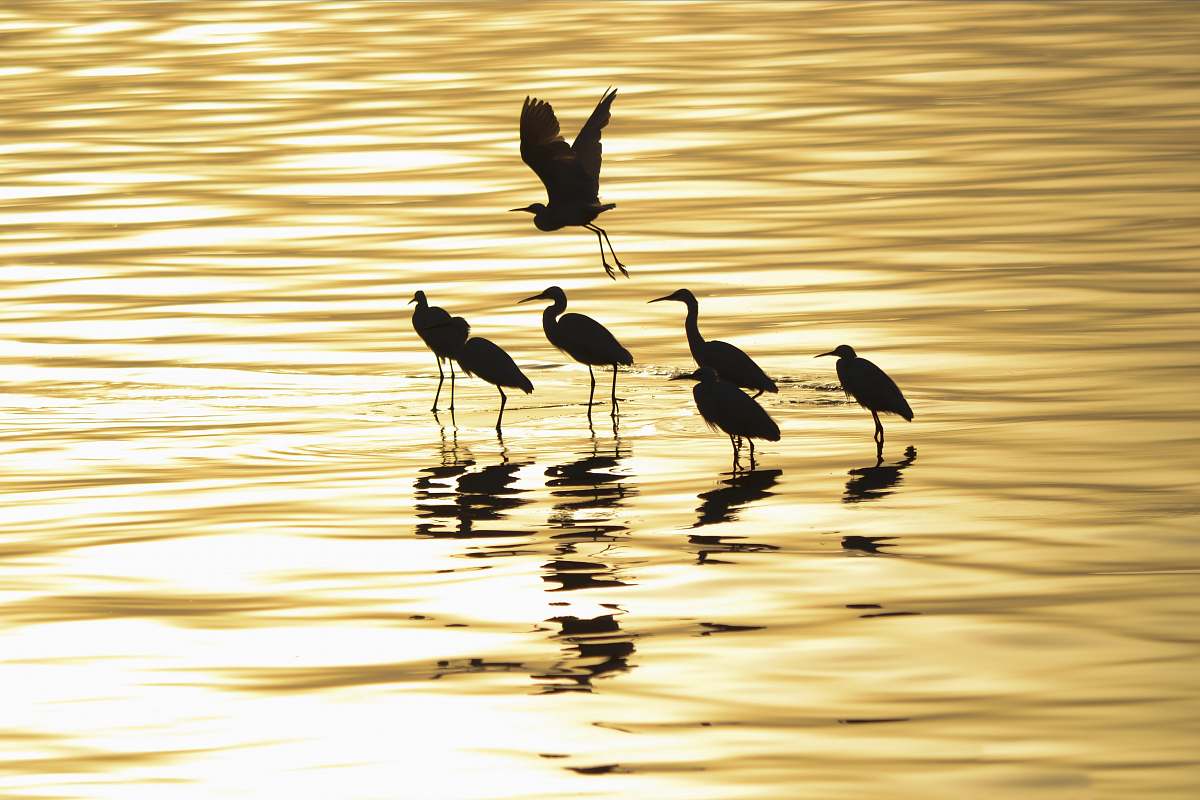 bird six black long-beaked birds on body of water outdoors