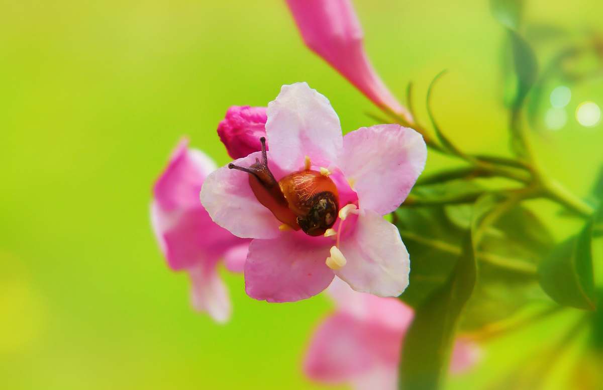 apidae snail on pink flower bee