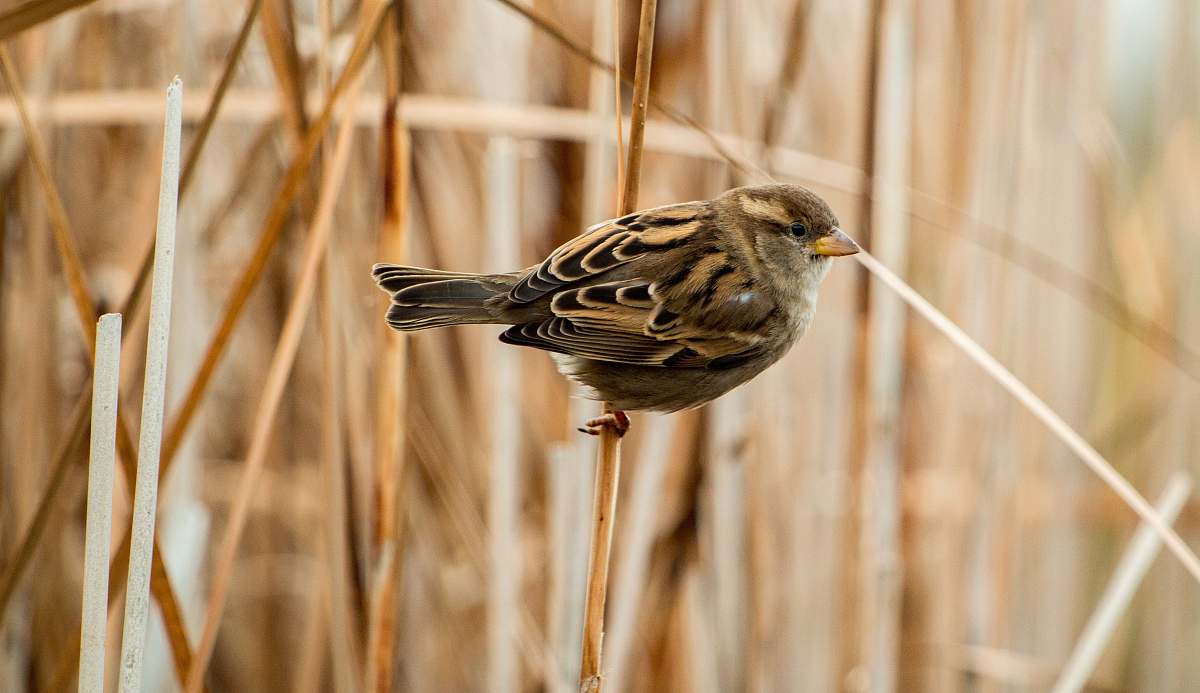 bird sparrow bird sparrow
