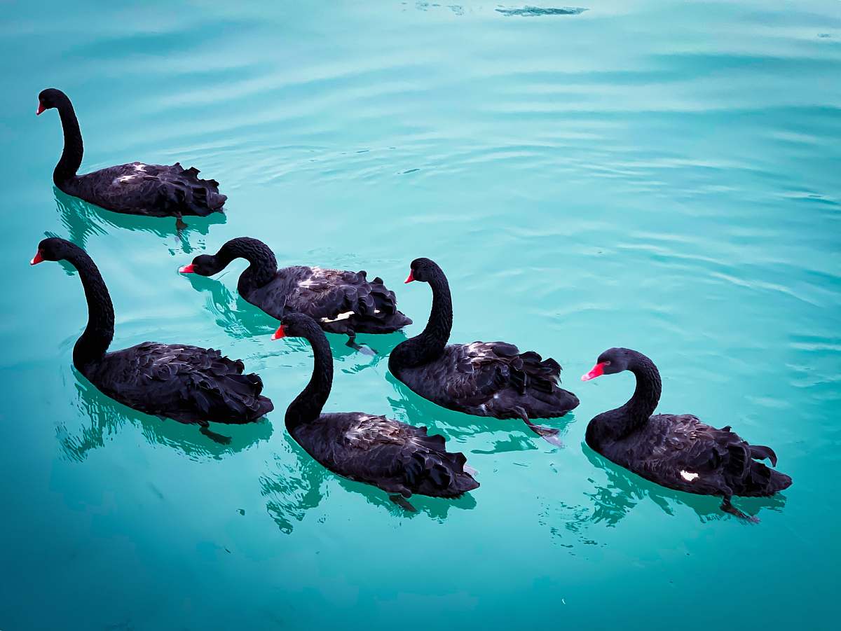 bird swan floating on sea waterfowl