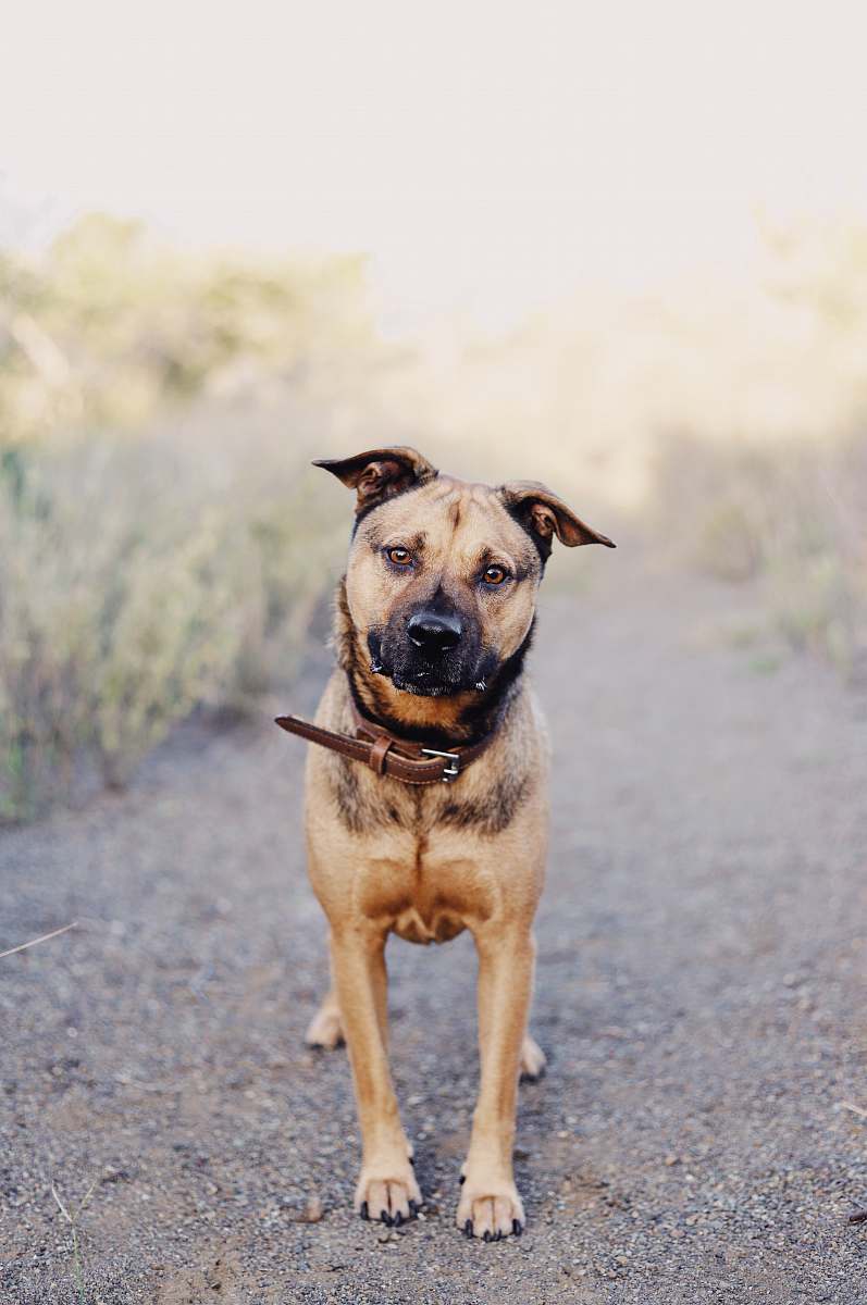 dog tan and black dog standing on road pet