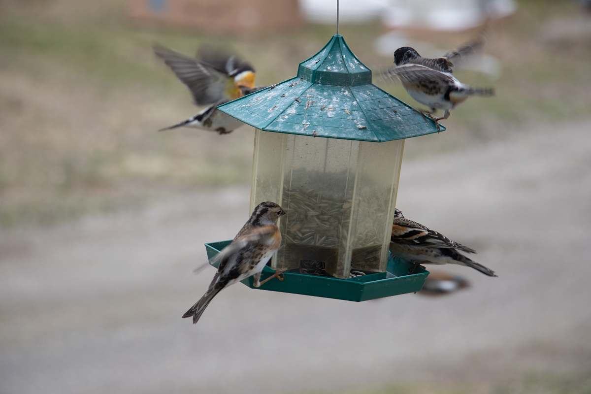 bird teal bird feeder close-up photography bird feeder
