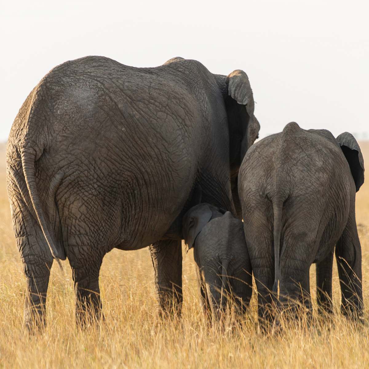 mammal three black elephants elephant