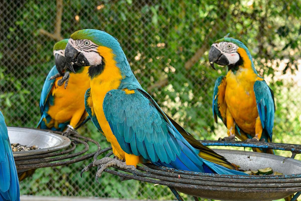 bird three blue-and-yellow parrots parrot