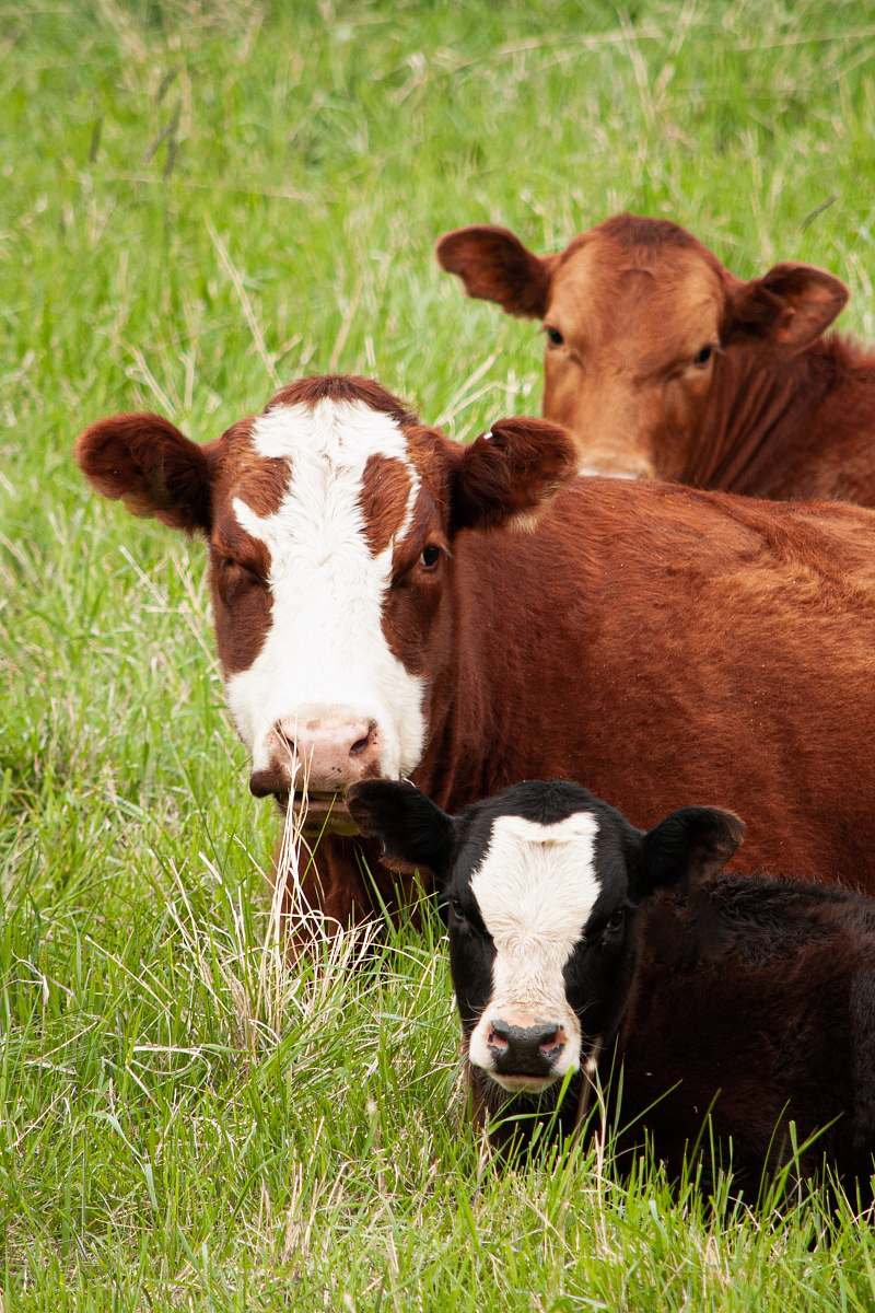 cattle three brown and black cattle on grass field cow