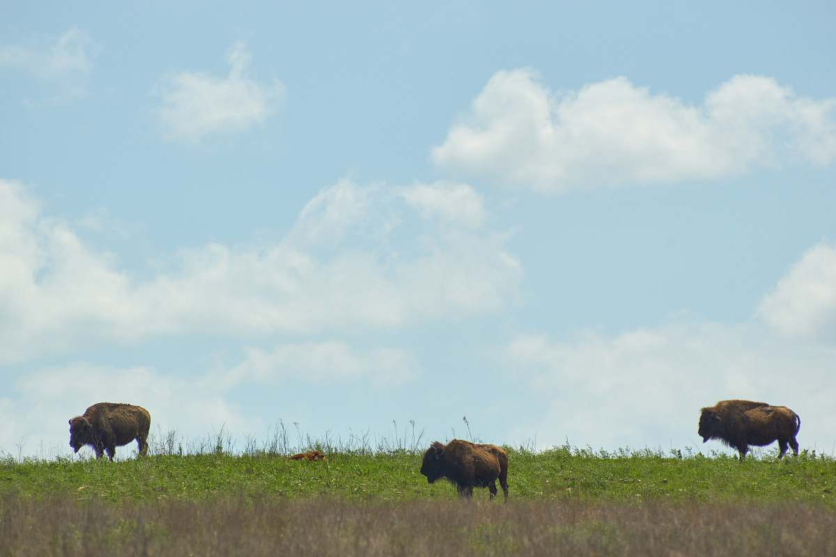 cattle three brown animals cow