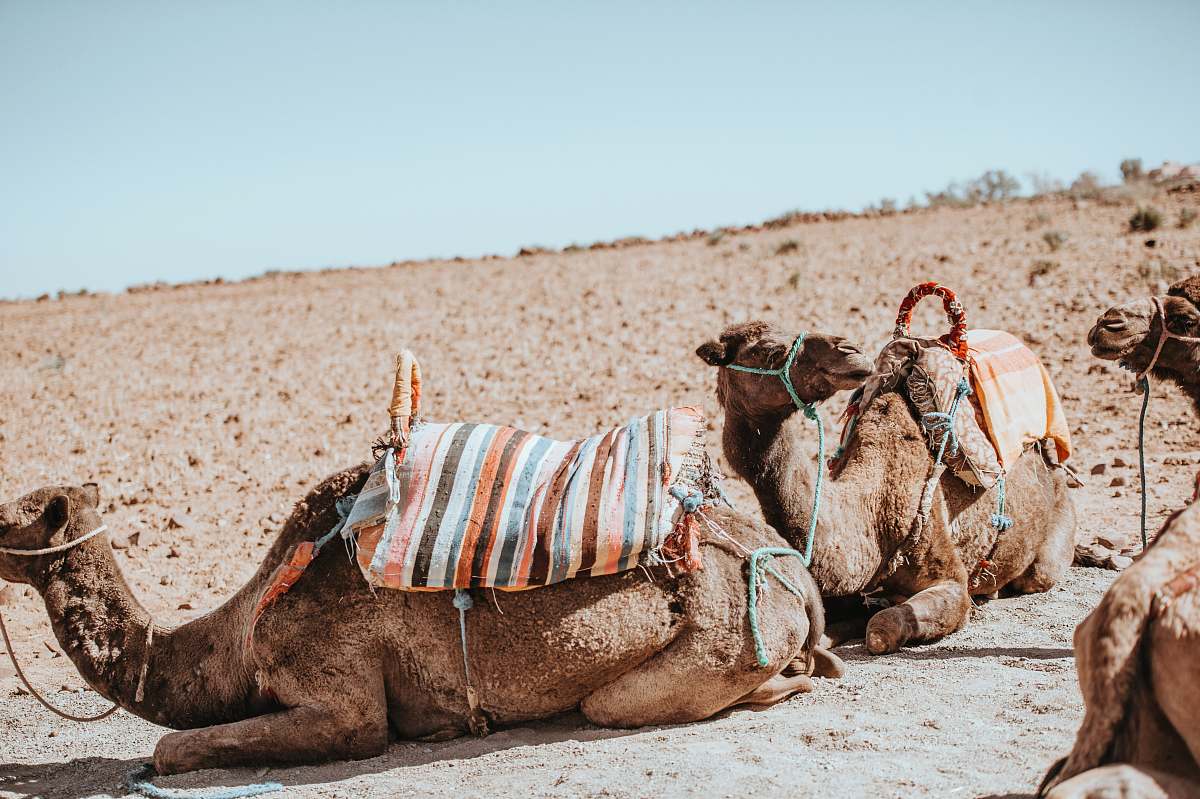mammal three brown camel on desert field during daytime camel