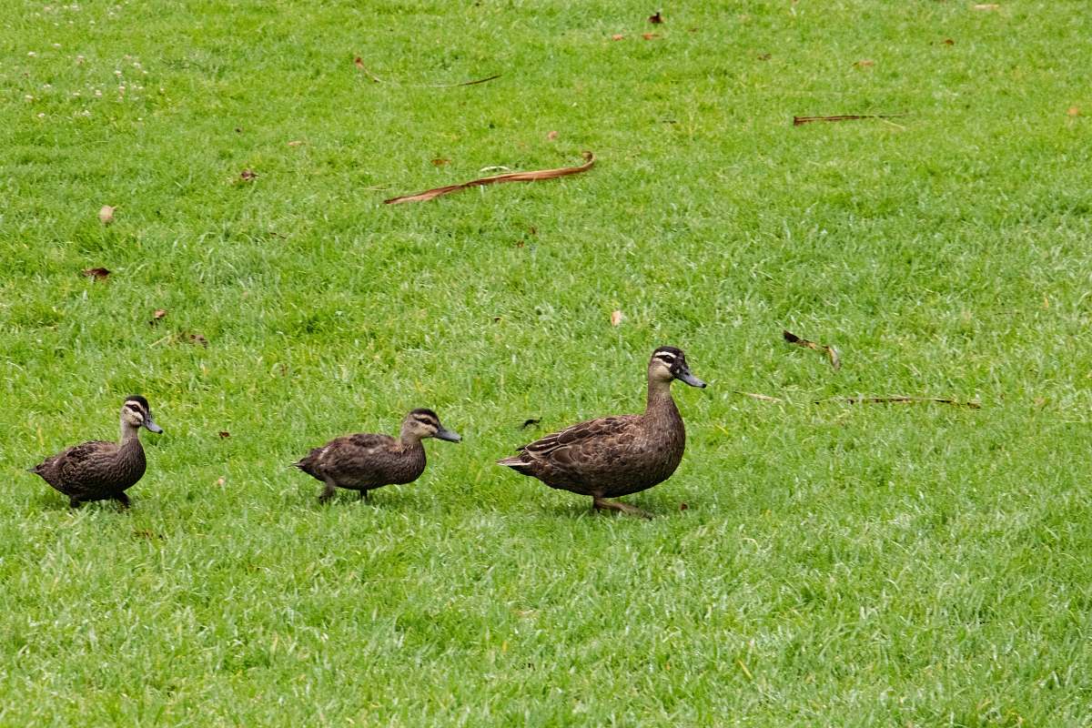 bird three brown ducks duck