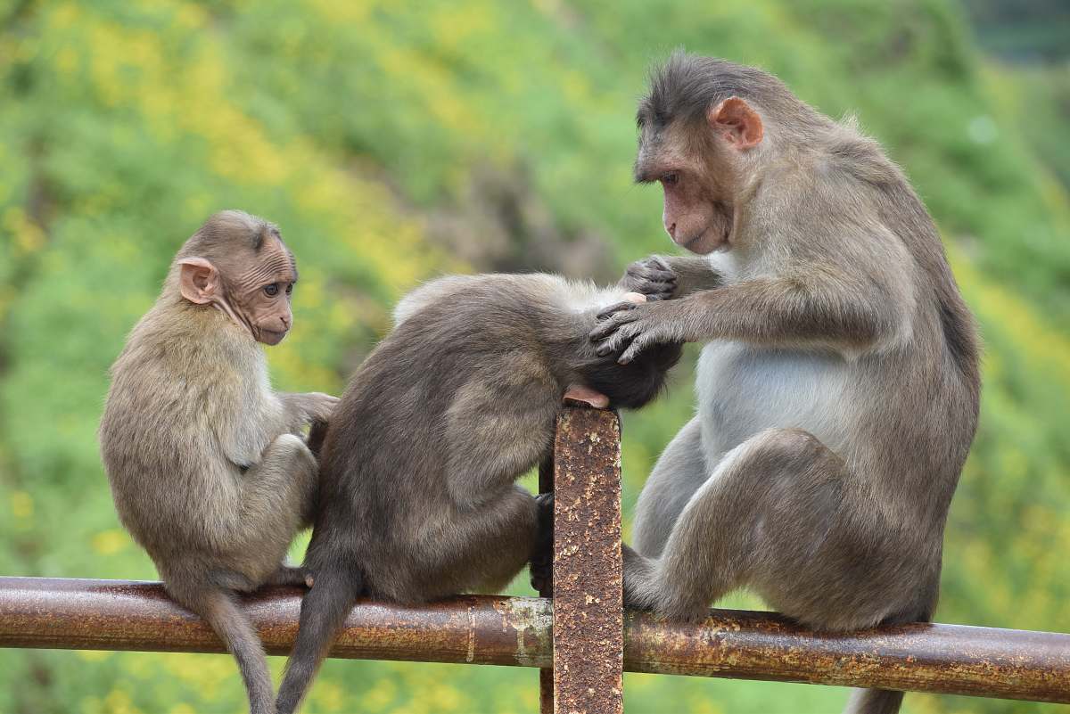 mammal three brown monkeys sitting on a bar monkey