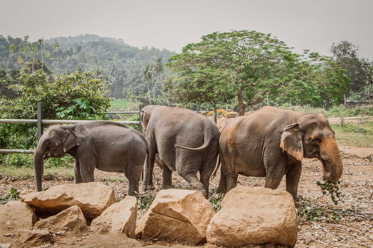 mammal three elephants inside fence during daytime elephant