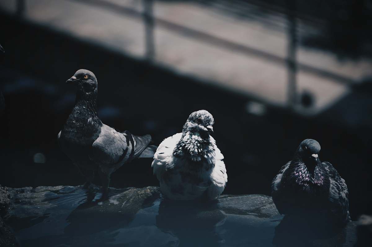 bird three gray and black dove birds pigeon