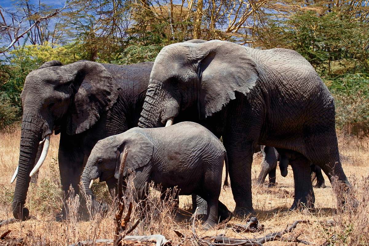 wildlife three gray elephants on ground during daytime elephant