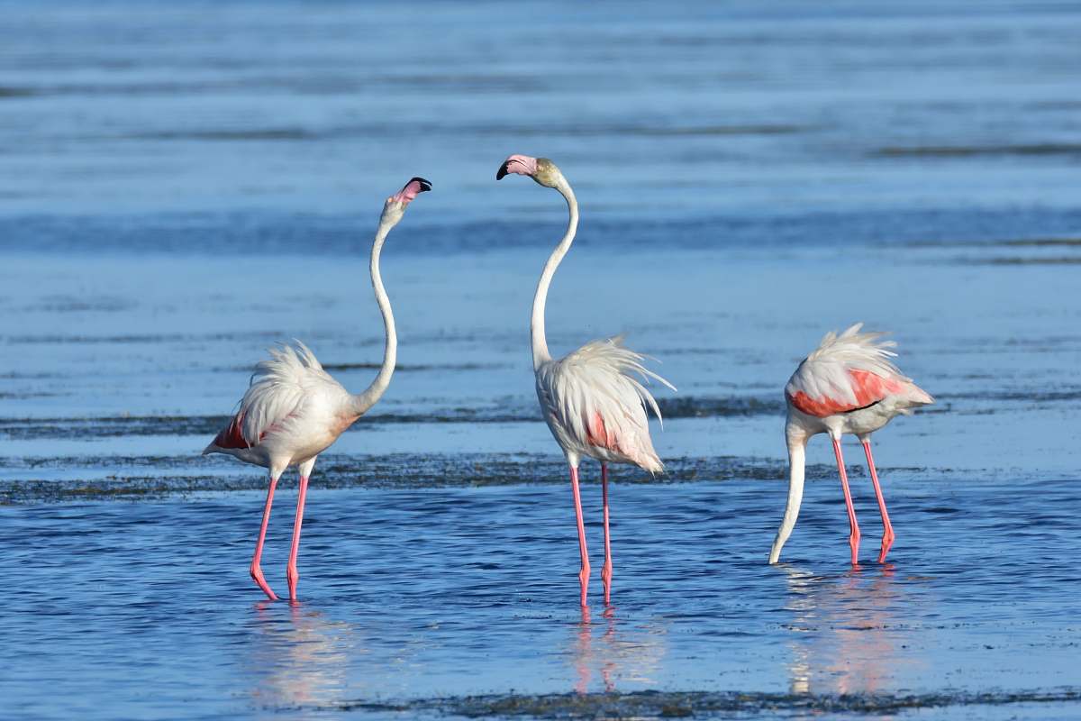 bird three white flamingos on seashore flamingo