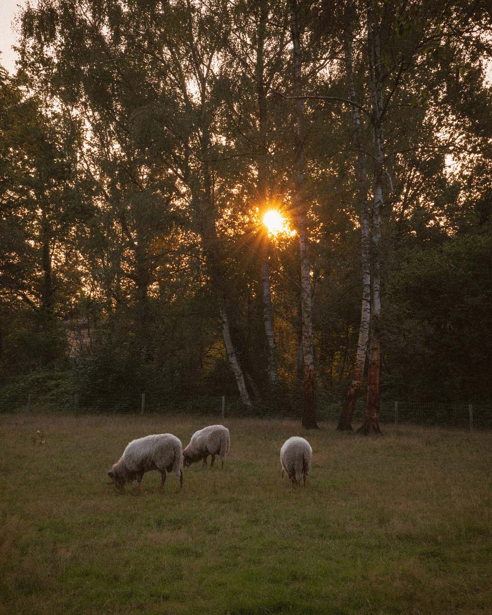 mammal three white sheep on grass sheep