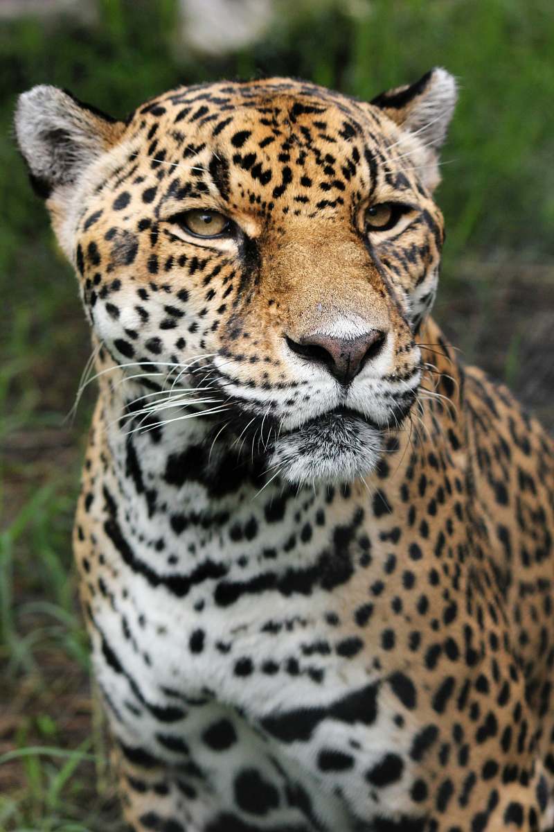 Jaguar Tiger Closeup Photography Wildlife Image Free Photo