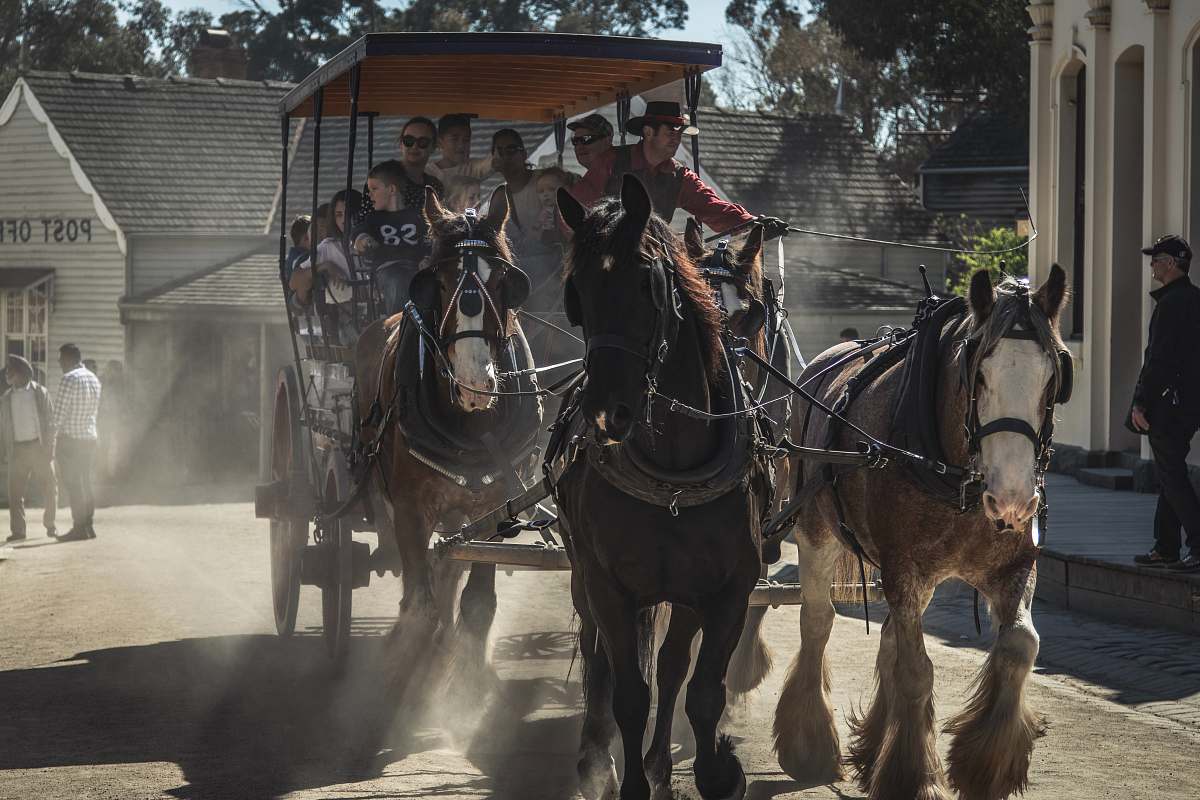mammal tourist riding coach horse
