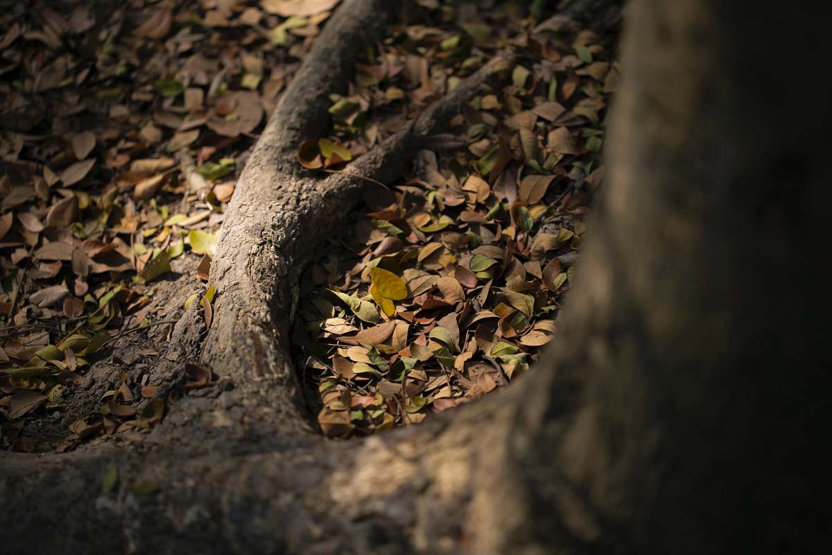 reptile tree root snake