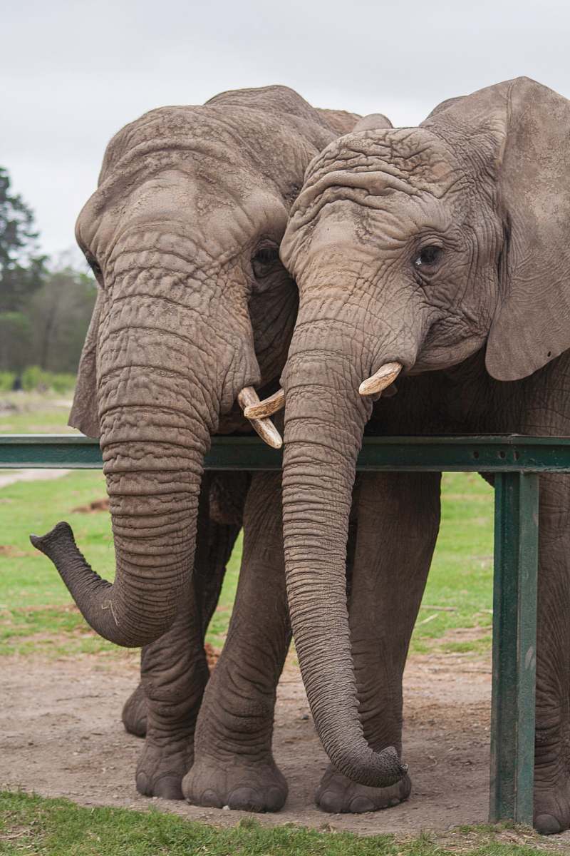 mammal two adult elephants beside green railing elephant