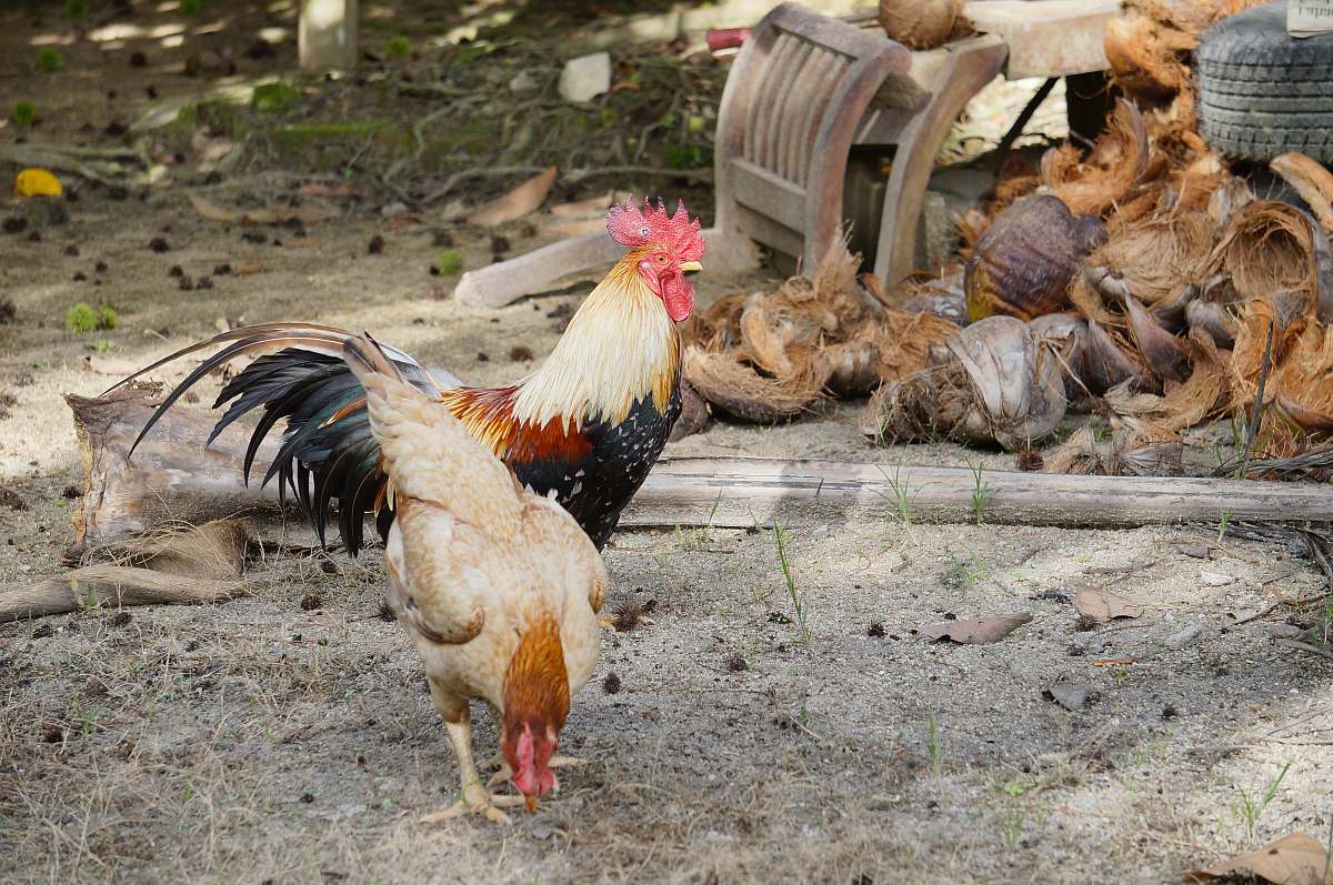 bird two beige and black roosters chicken