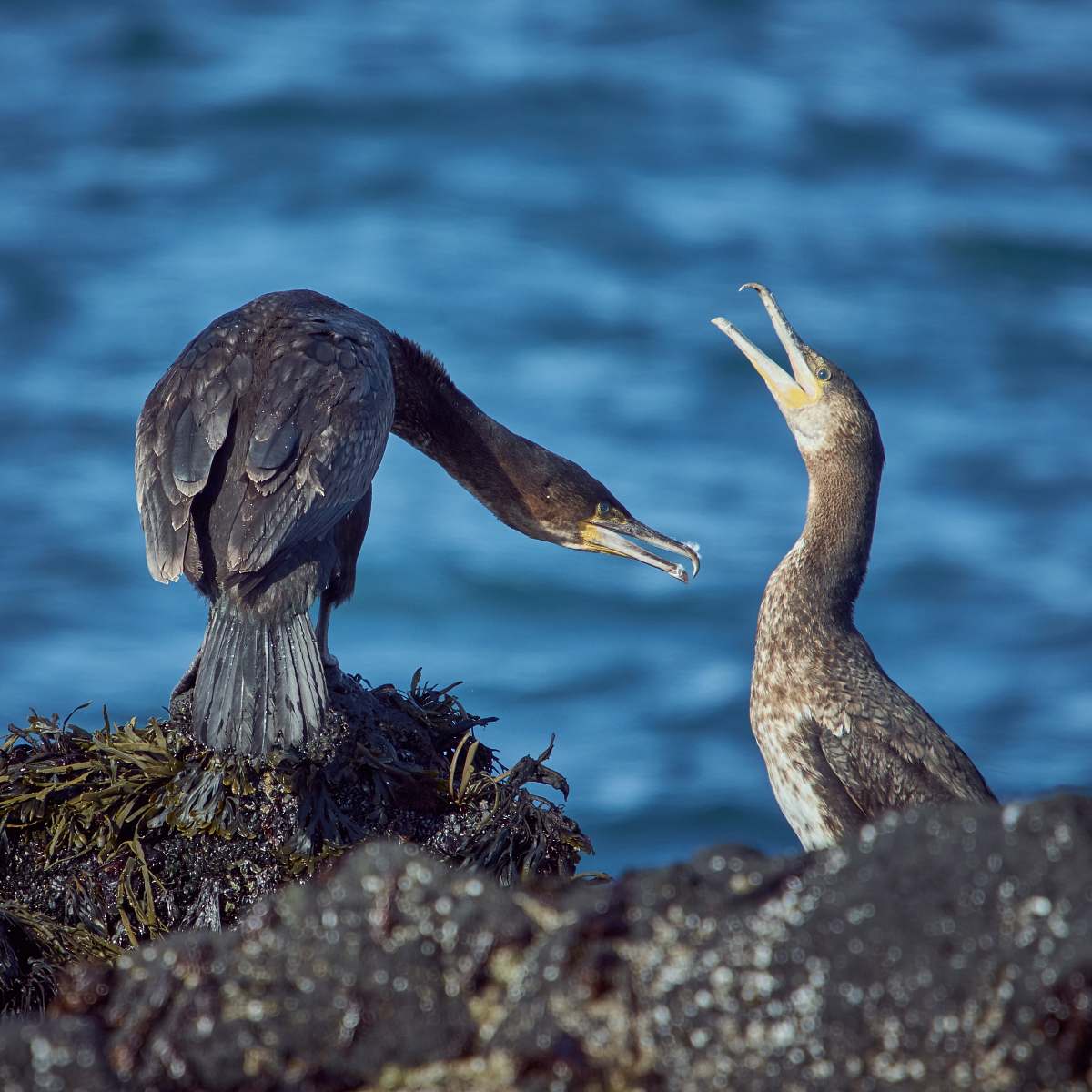 waterfowl two black and grey birds feeding cormorant
