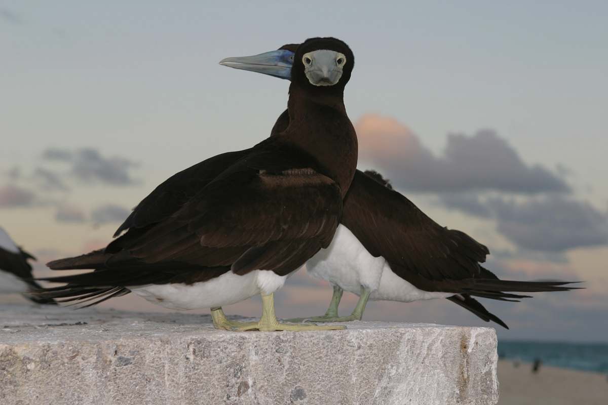 bird two black-and-white birds on gray concrete pavement booby