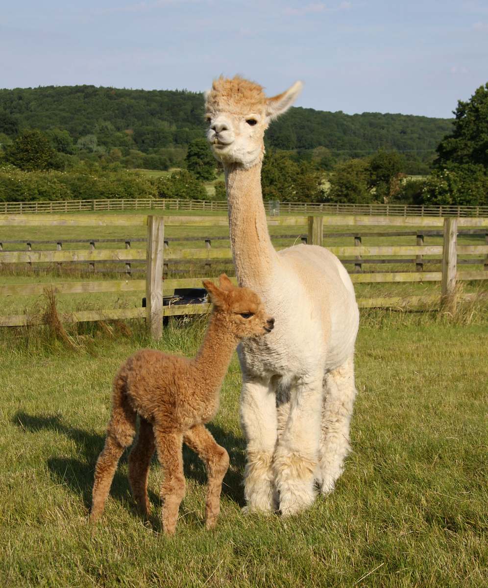 alpaca two brown alpacas llama