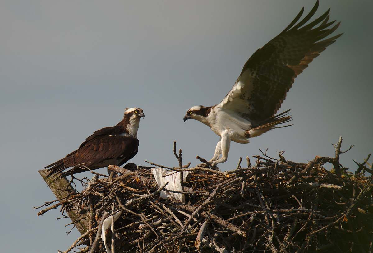 bird two brown and white hawks on nest bird nest
