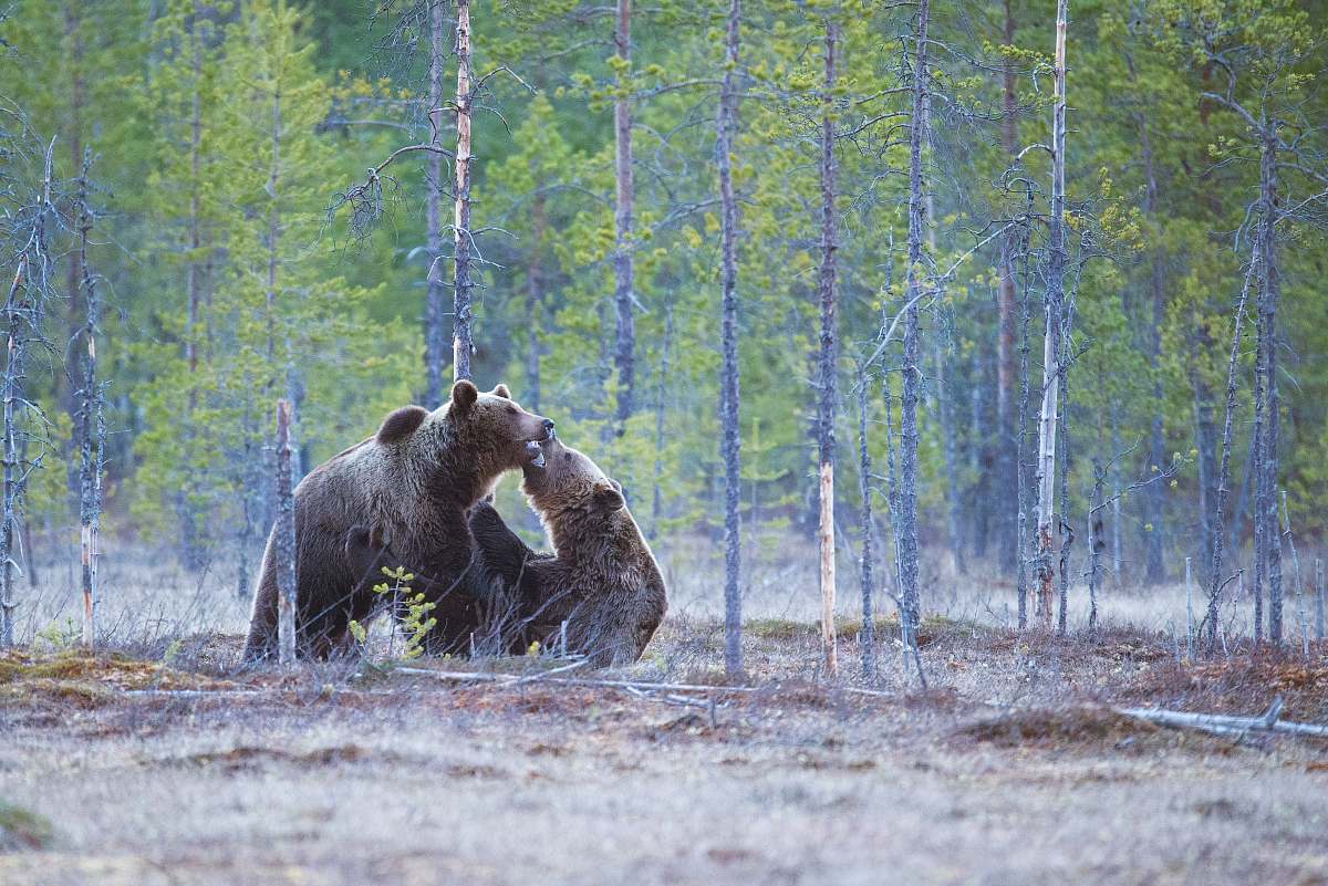 bear two brown bears on forest wildlife
