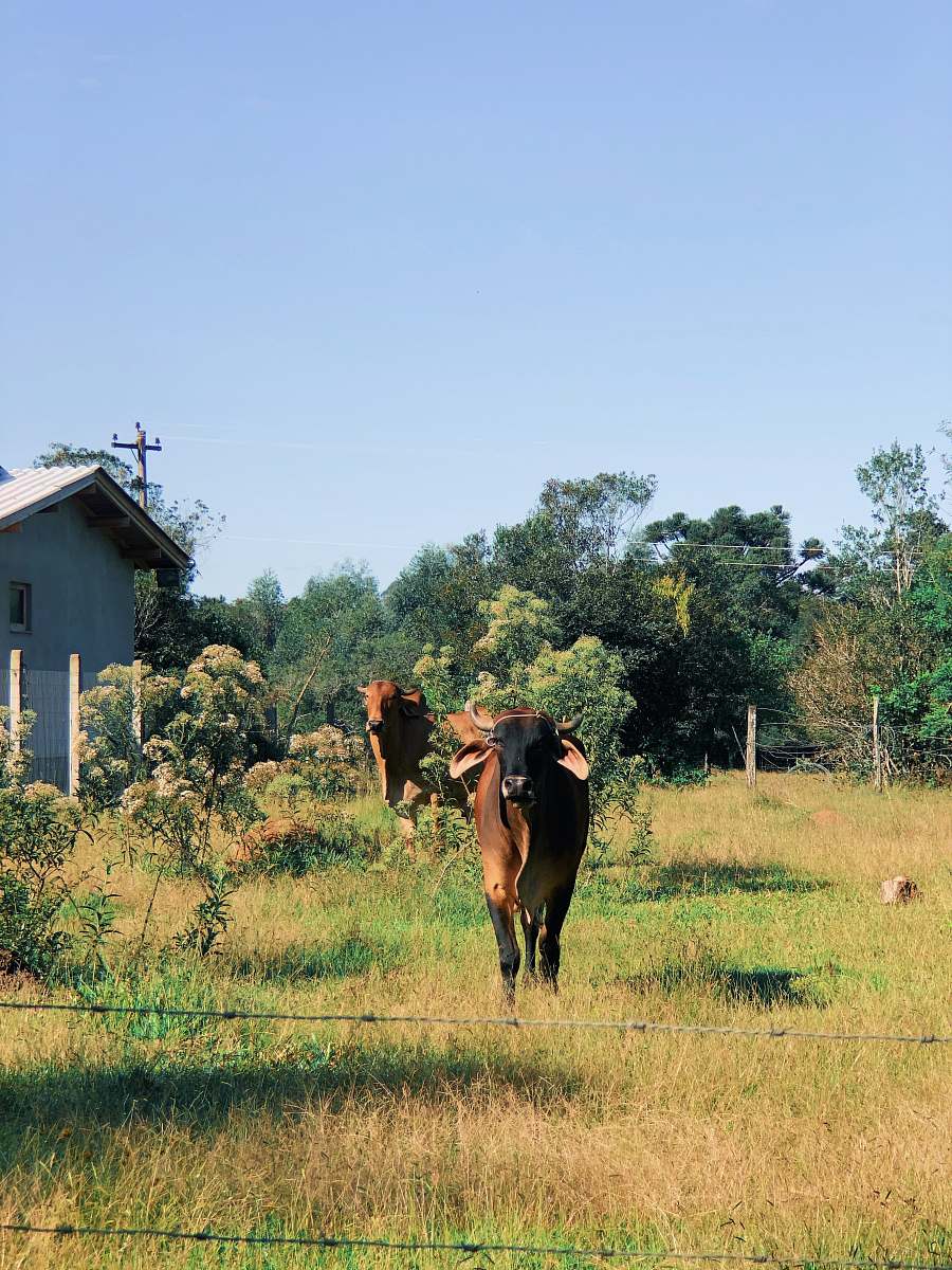 cattle two brown cattles on green grass during daytime cow
