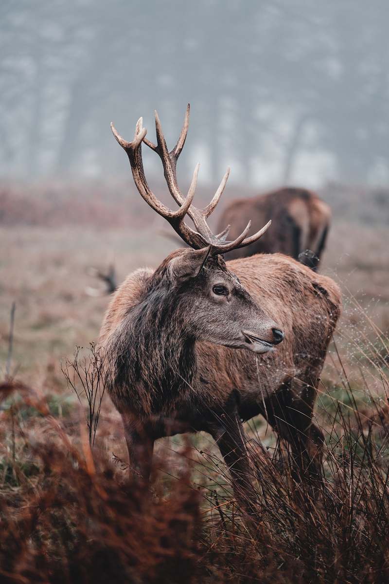 deer two brown deers on field elk