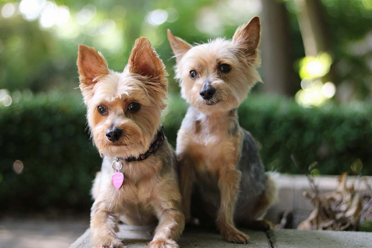pet two brown dogs canine