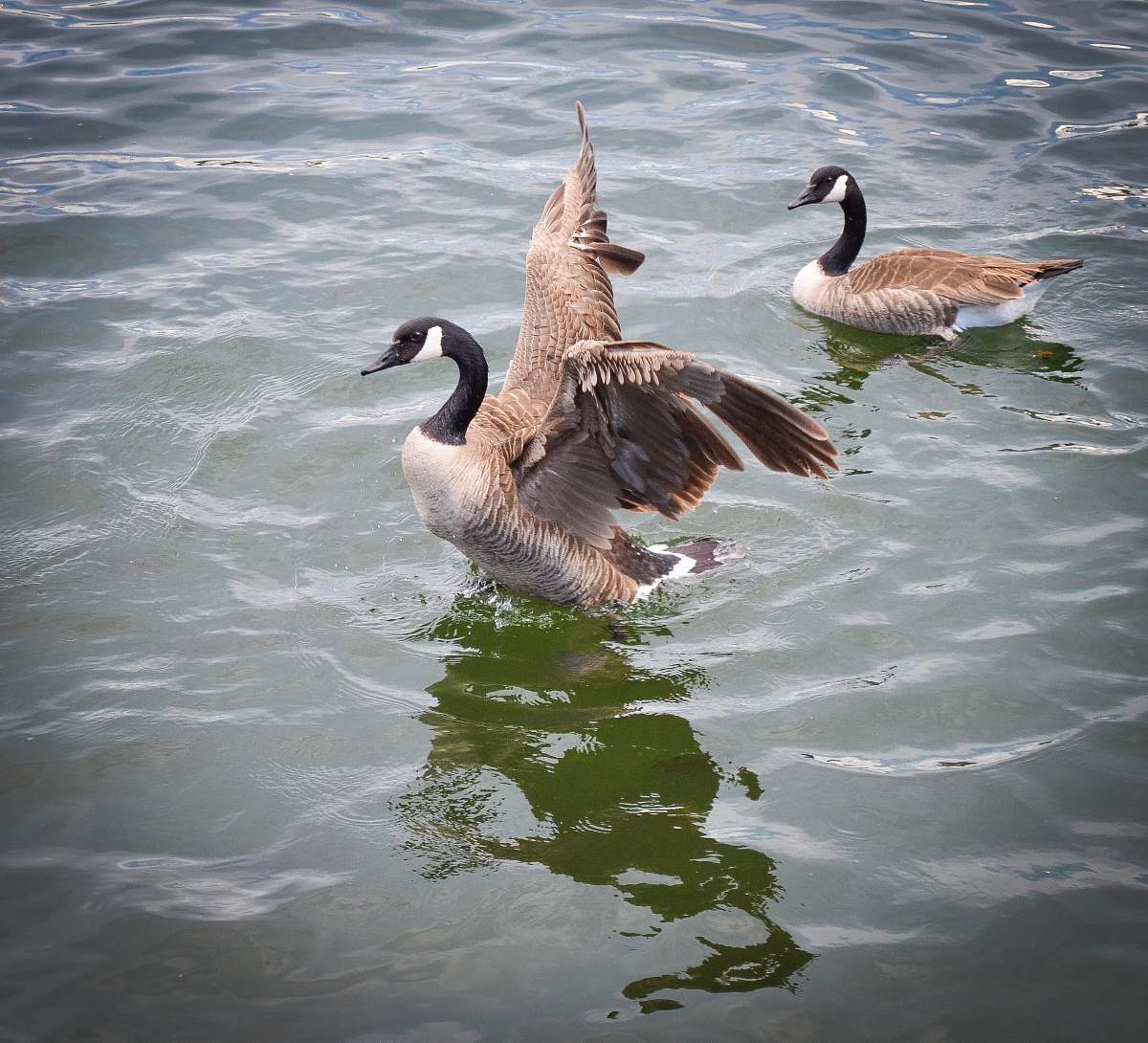 bird two brown geese on body of water goose