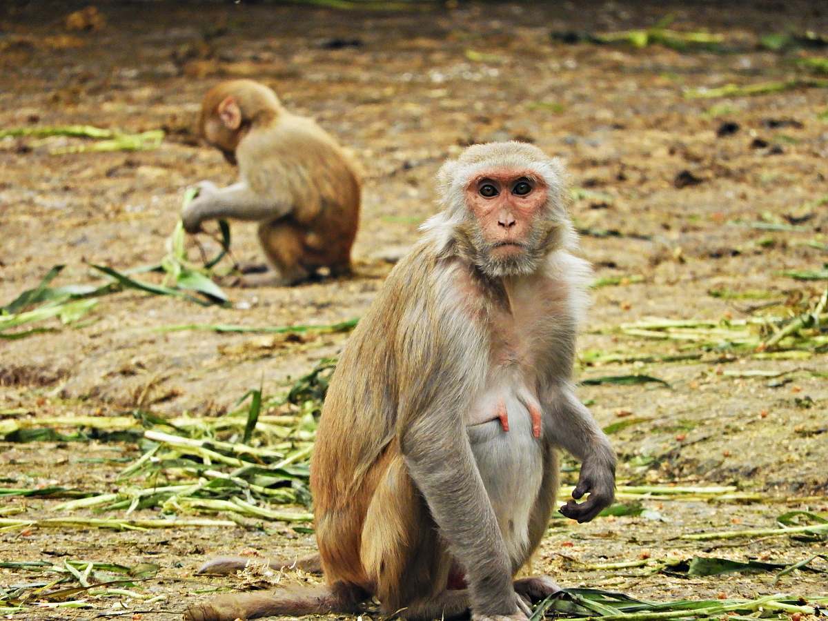 mammal two brown monkeys on sitting on ground wildlife