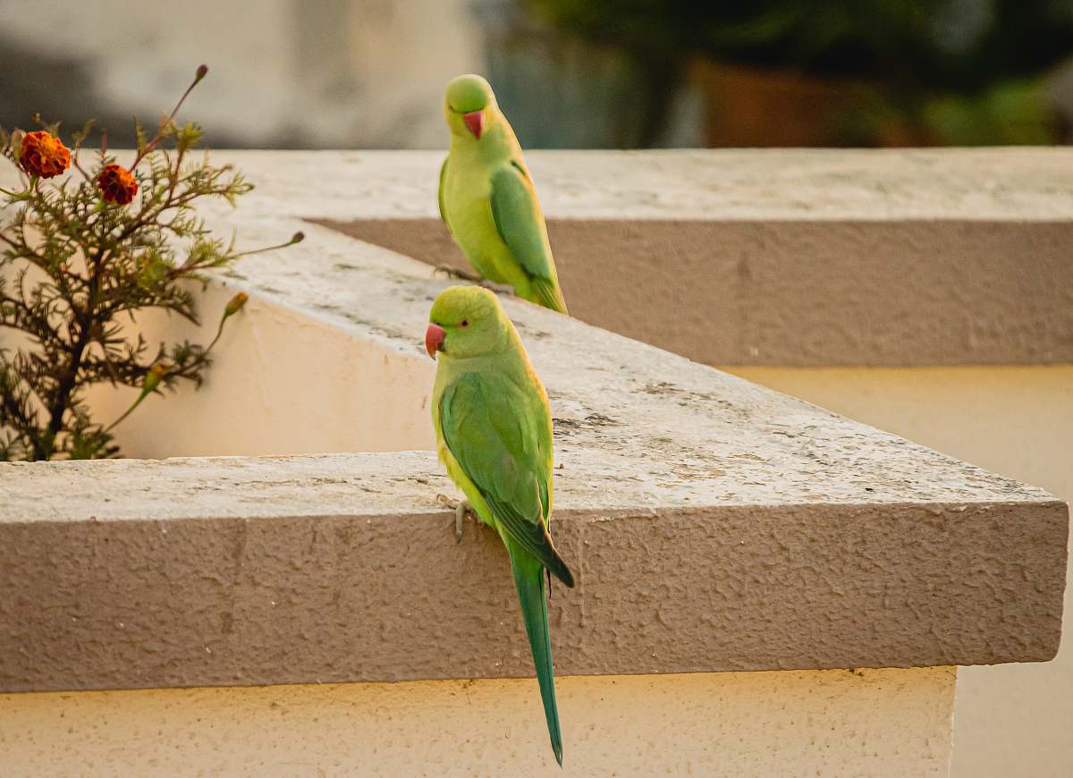 bird two green birds parakeet
