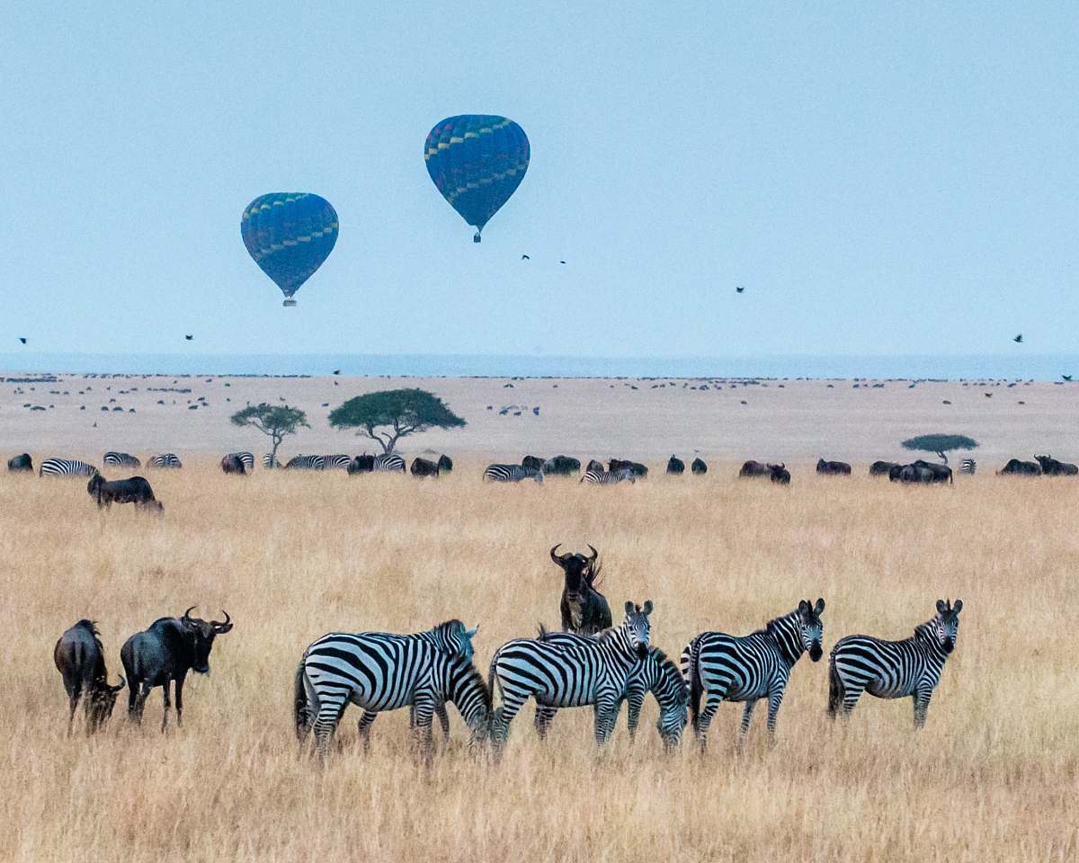 wildlife two hot air balloons in the wild zebra