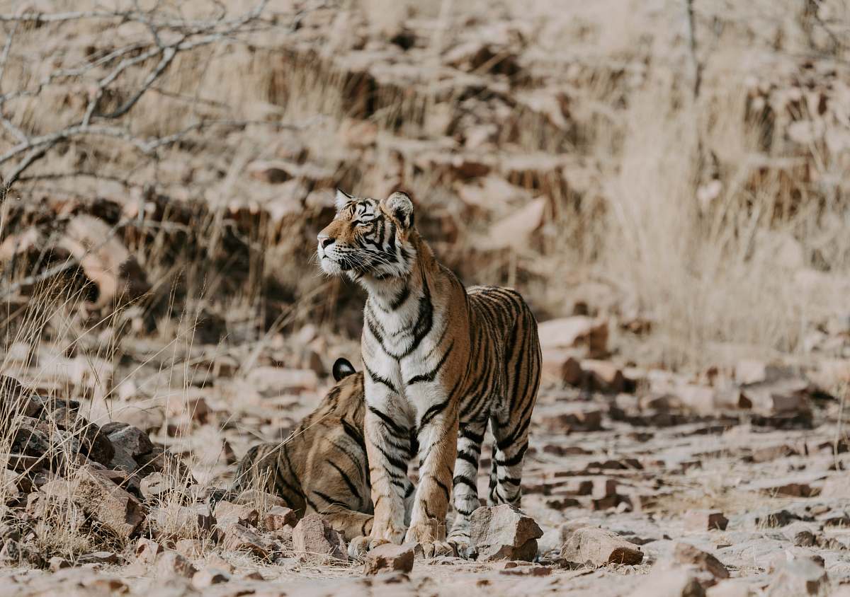 tiger two orange-and-white tigers on ground wildlife